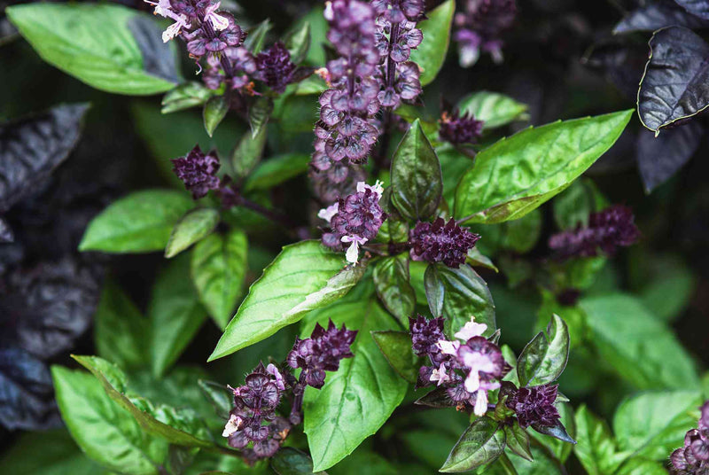Cinnamon Basil Samen for Aussaat in Kraut gardens