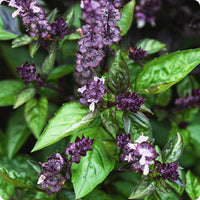 Cinnamon Basil Samen with full Aussaat and Anbau guide