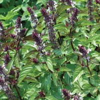 Pollinator-attracting pinkish Blume spikes on Cinnamon Basil grown from Samen