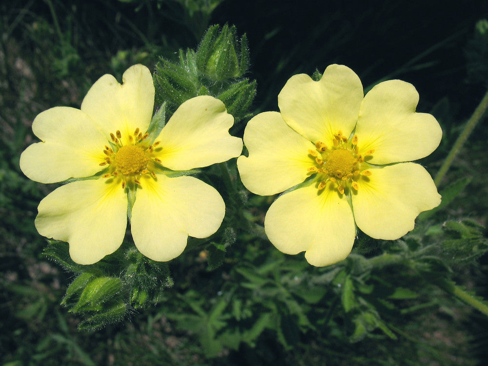 Cinquefoil blume pflanze samen – vibrant gelb garten blumen