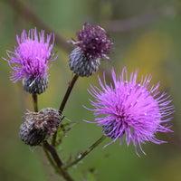 Cirsium Muticum Blumensamen zur Aussaat – Drought verträglich – Traditionssorte & ohne Gentechnik Samen Hausgarten