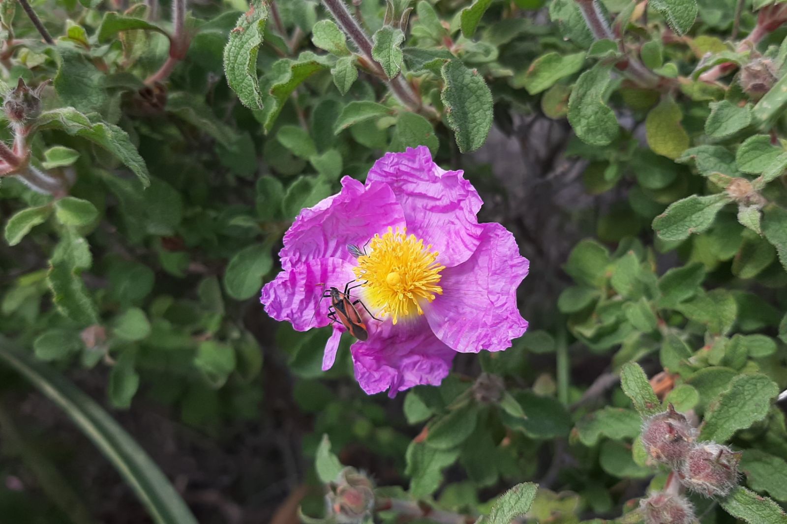 Creticus Blumensamen zur Aussaat – lang Blüte Saison – Traditionssorte & ohne Gentechnik Samen Hausgarten