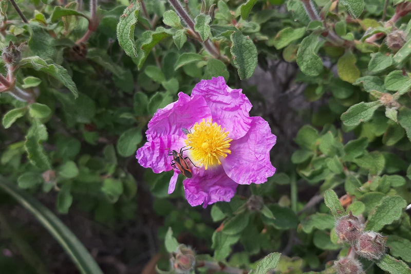 Creticus Blumensamen zur Aussaat – lang Blüte Saison – Traditionssorte & ohne Gentechnik Samen Hausgarten