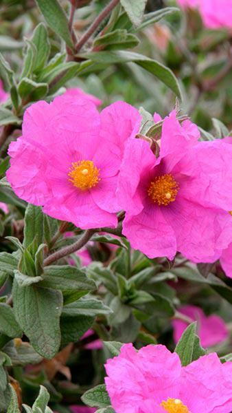 Lila Cistus Blumensamen zur Aussaat – robust Sorte – Traditionssorte & ohne Gentechnik Samen Hausgarten