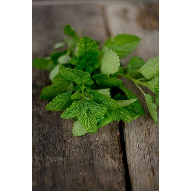 Citronella Zitrone Balm white Blumen attracting pollinators from Samen