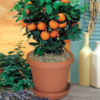 Citrus sinensis seedlings sprouting
