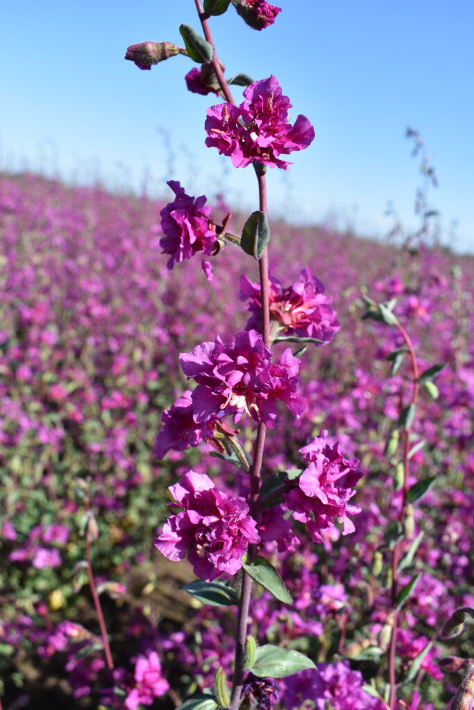 Lila elegant Clarkia Blumensamen zur Aussaat – duftend Blüten – Traditionssorte & ohne Gentechnik Samen Hausgarten