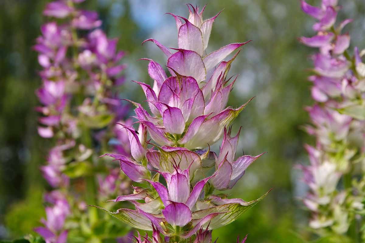 Clary Sage biennial Pflanzen grown from Samen in Garten