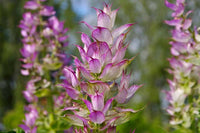 Clary Sage biennial Pflanzen grown from Samen in Garten