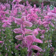 Clary Sage Pink Sundae Anbau in Garten with Pink Blooms