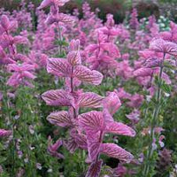 Clary Sage Pink Sundae Anbau in Garten with Pink Blooms