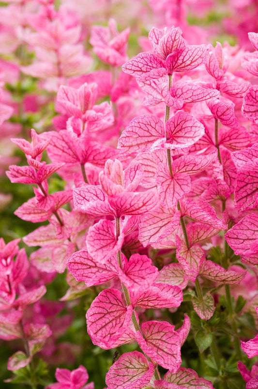 Clary Sage Samen Pink Sundae Salvia viridis Horminum Pink Blumen