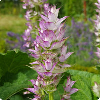 Clary Sage Samen Salvia sclarea pink purple bracts