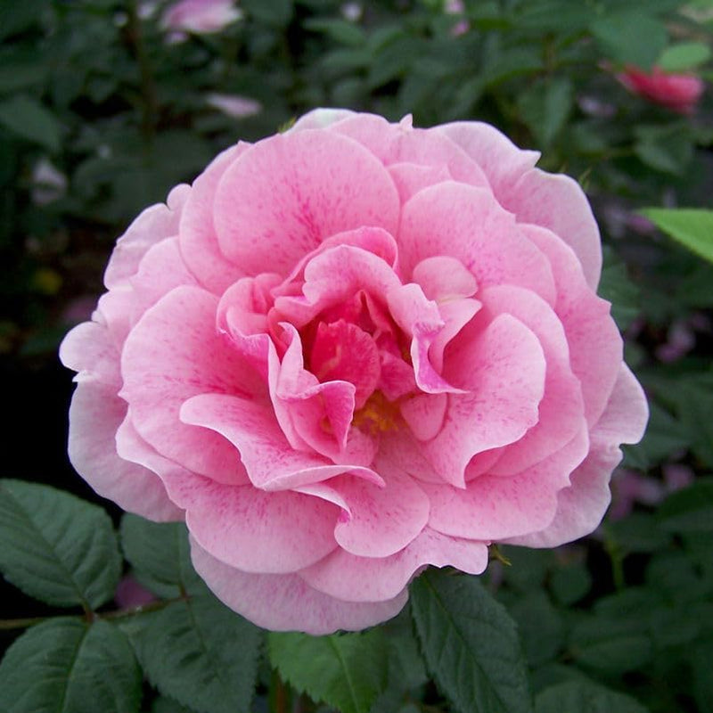 Classic climbing rosa rose samen for garten anpflanzung