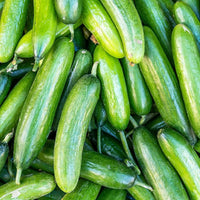Classic cucumber pflanzen gezogen aus boston abbeizen samen
