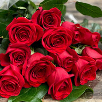 Classic rot rose blume samen for anpflanzung