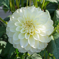 Classic weiß dahlia blume samen for elegant & timeless anpflanzung