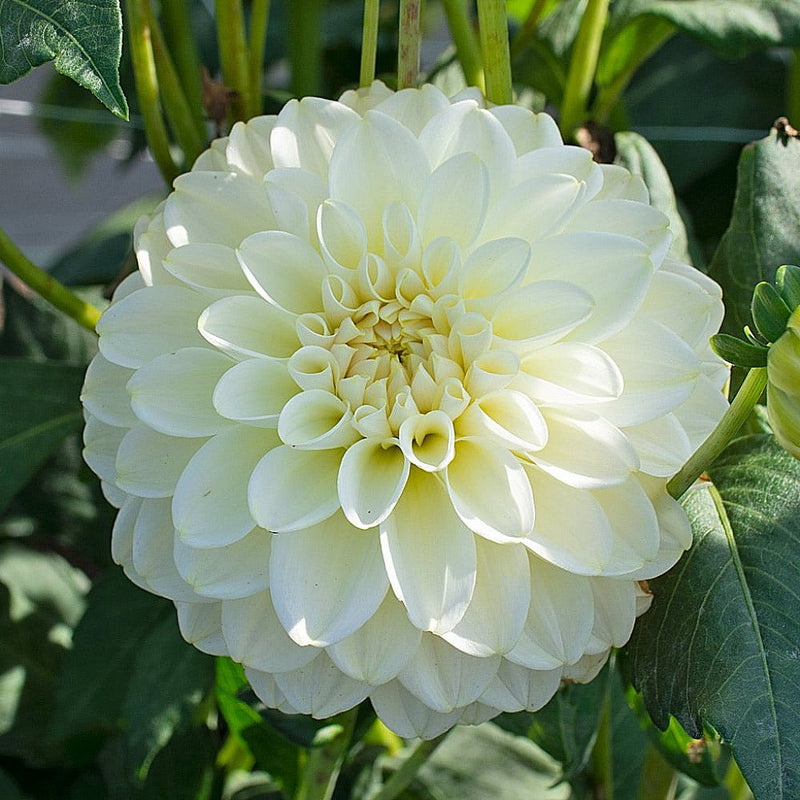 Classic weiß dahlia blume samen for elegant & timeless anpflanzung