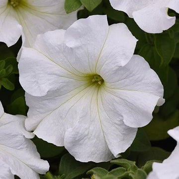 Classic weiß petunia blume samen for anpflanzung
