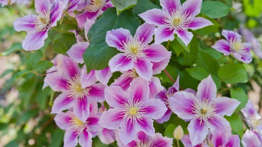 Rosa Waldrebe Blumensamen zur Aussaat Schnitt Blume beliebt Traditionssorte & ohne Gentechnik Samen Hausgarten