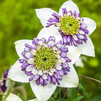 Clematis climbing vine on trellis