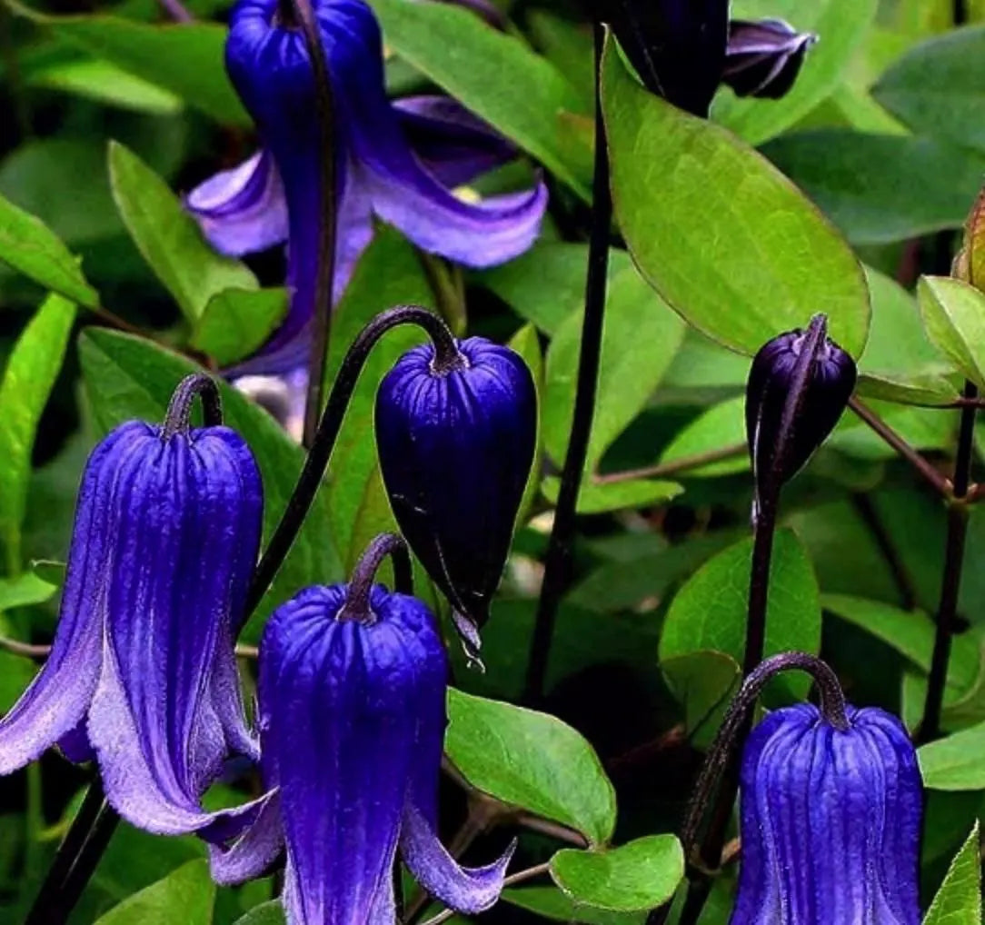 Waldrebe Rooguchi Blumensamen zur Aussaat farbenfroh Schau Traditionssorte & ohne Gentechnik Samen Hausgarten