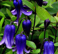 Waldrebe Rooguchi Blumensamen zur Aussaat farbenfroh Schau Traditionssorte & ohne Gentechnik Samen Hausgarten