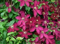 Rot Weiß Waldrebe Blumensamen zur Aussaat leuchtend Blüten Traditionssorte & ohne Gentechnik Samen Hausgarten