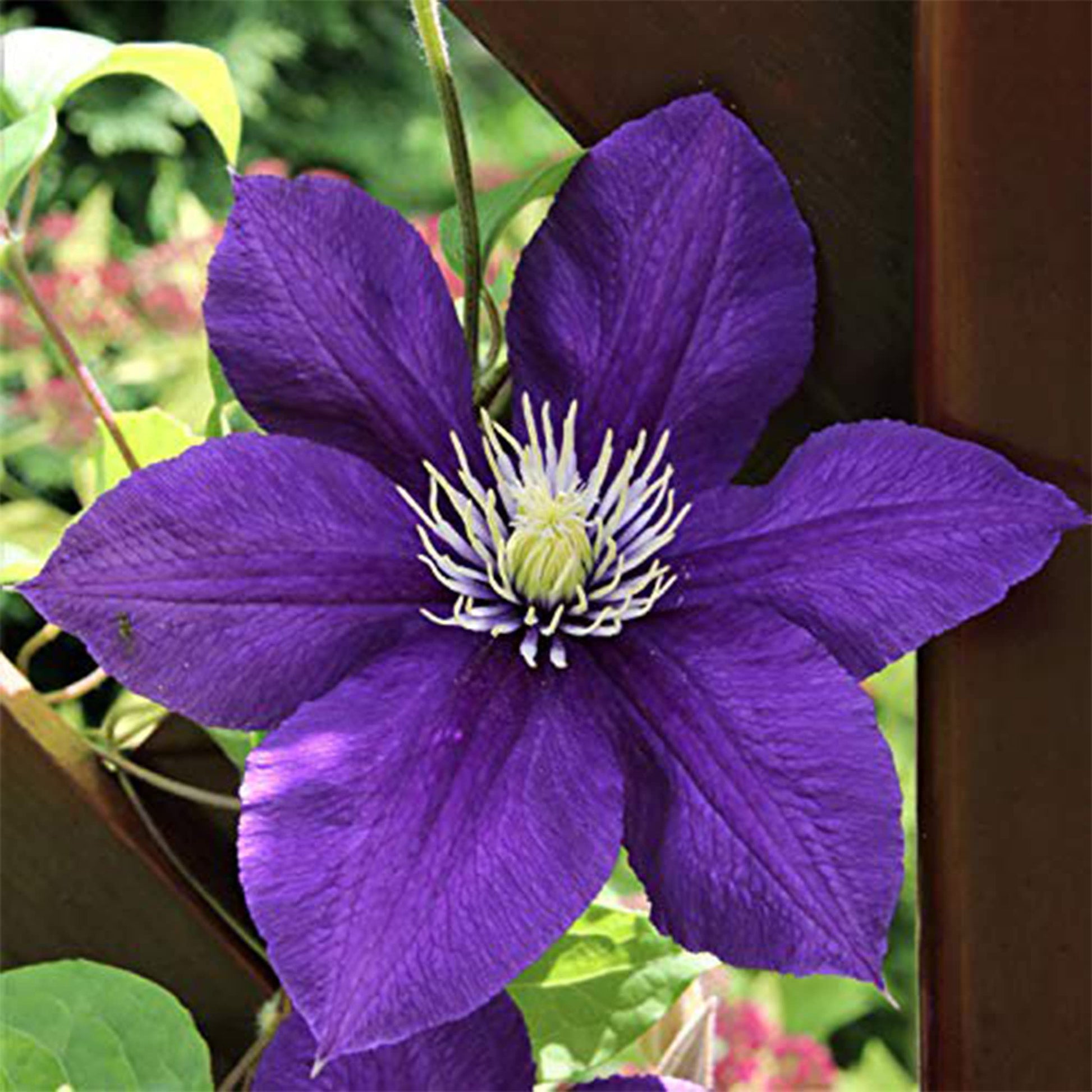 Clematis blume samen for anpflanzung beautiful vines