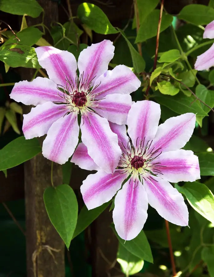Rosa Waldrebe Hybrid Blumensamen zur Aussaat – leuchtend Blüten – Traditionssorte & ohne Gentechnik Samen Hausgarten