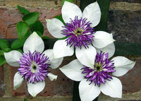 Clematis blumen decorating garten fence