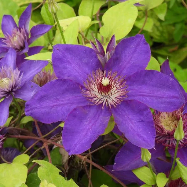 Clematis vines wachsend on garten trellis