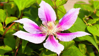Waldrebe Blumensamen zur Aussaat Garten beliebt Traditionssorte & ohne Gentechnik Samen Hausgarten