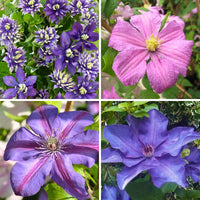 Gemischt Waldrebe Blumensamen zur Aussaat duftend Blüten Traditionssorte & ohne Gentechnik Samen Hausgarten