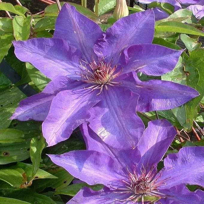 Lila Waldrebe Blumensamen zur Aussaat Schnitt Blume beliebt Traditionssorte & ohne Gentechnik Samen Hausgarten