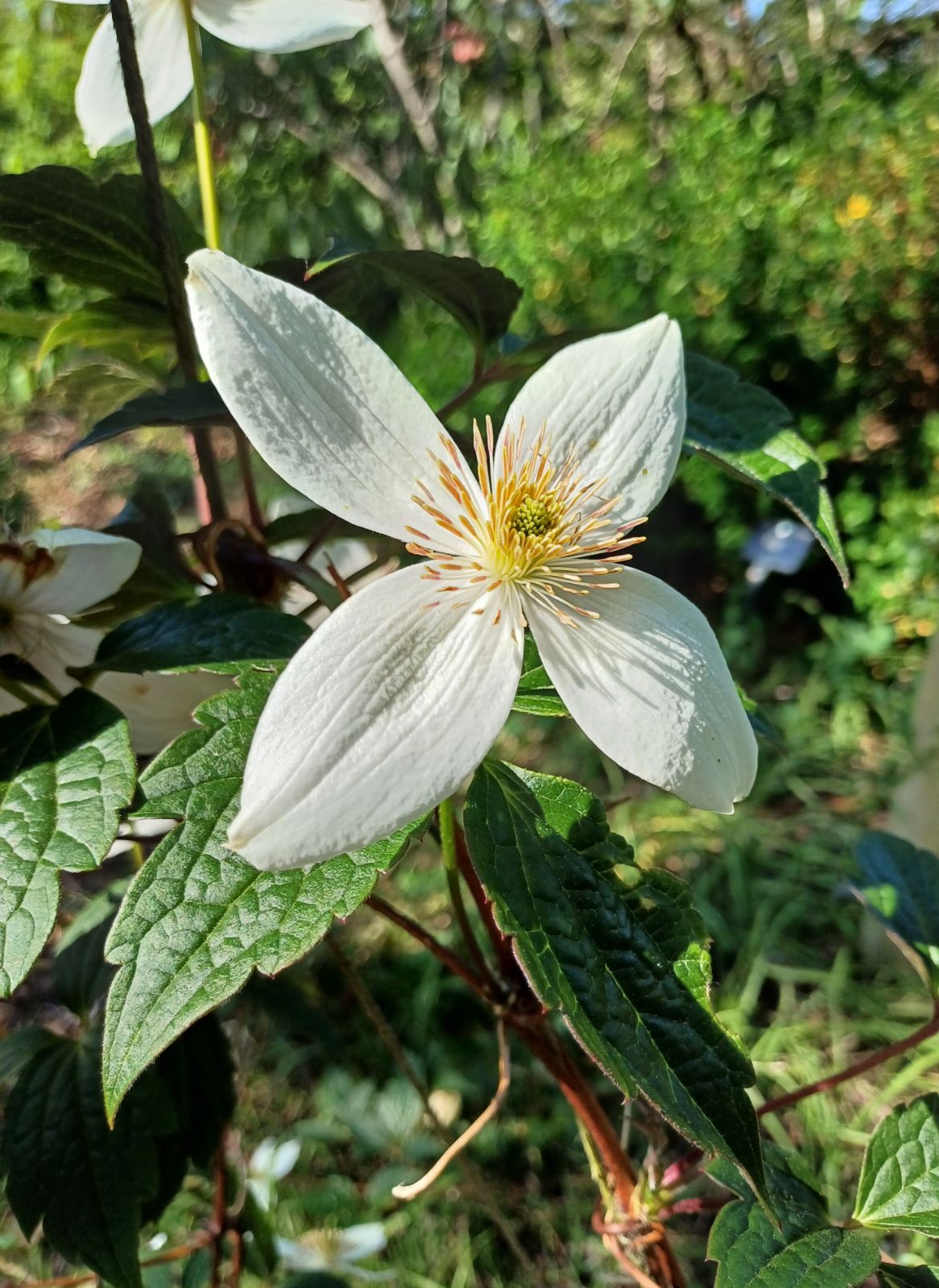Waldrebe Montana Blumensamen zur Aussaat Bestäuber freundlich Traditionssorte & ohne Gentechnik Samen Hausgarten