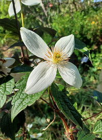Waldrebe Montana Blumensamen zur Aussaat Bestäuber freundlich Traditionssorte & ohne Gentechnik Samen Hausgarten