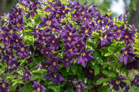 Clematis seedlings ready for garten anpflanzung