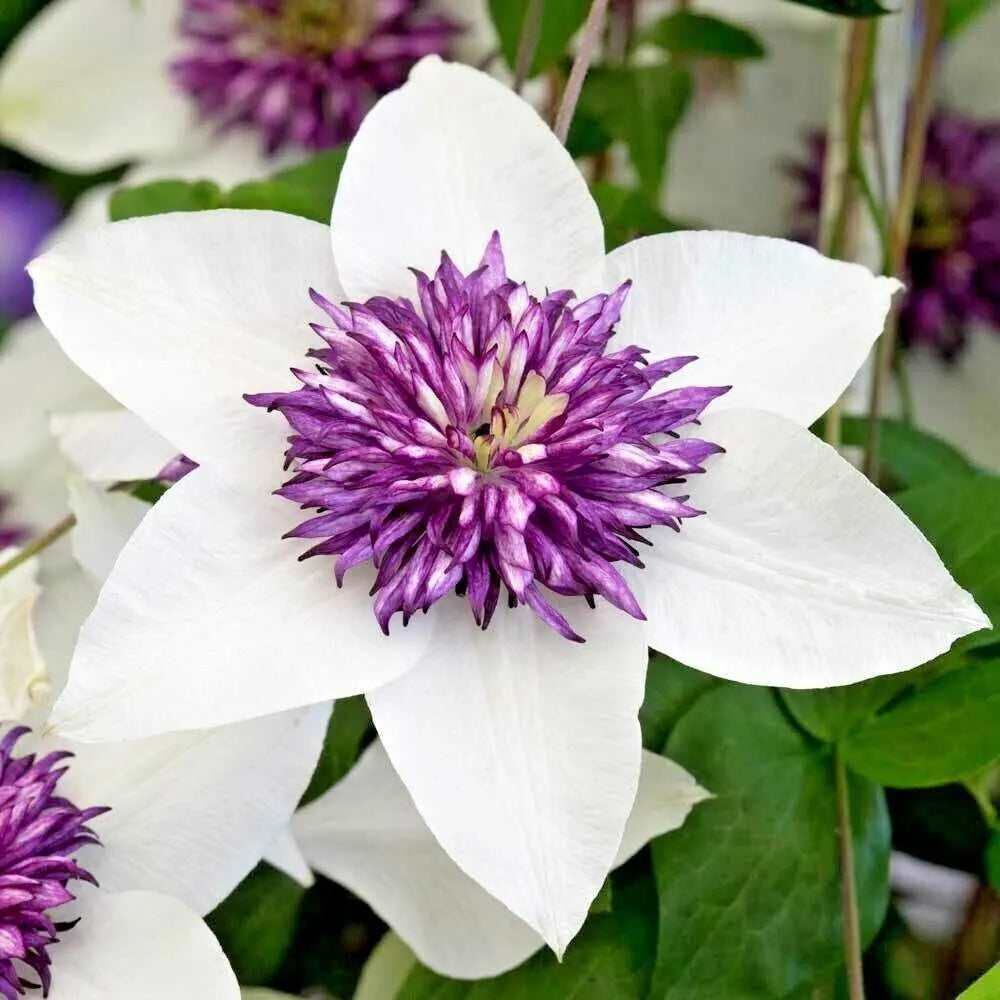 Clematis seedlings wachsend in töpfen