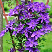 Clematis blume samen for anpflanzung - climbing beauty