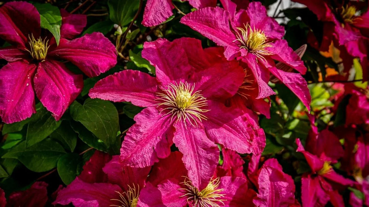 Dark rosa clematis blume samen blume samen for anpflanzung shade tolerant heirloom & gmo free samen for home garten 
 
 sale for anpflanzung in home garten