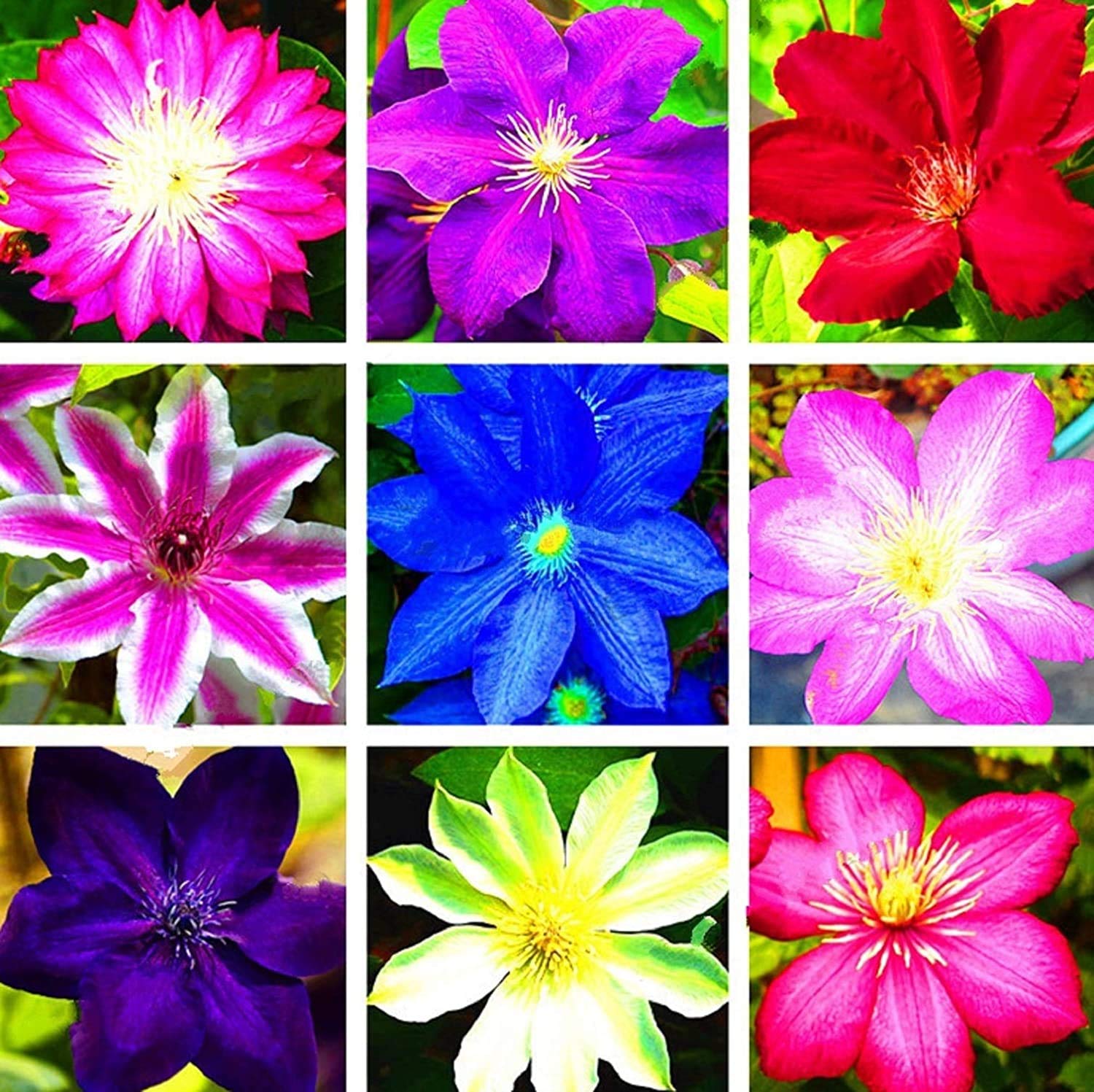 Clematis climbing vine samen for easy anpflanzung