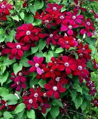 Waldrebe Rot Blume Samen zur Aussaat verschönert Garten