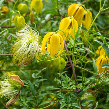 Gelb Tangutica Blumensamen zur Aussaat – Landhaus Garten wichtig – Traditionssorte & ohne Gentechnik Samen Hausgarten