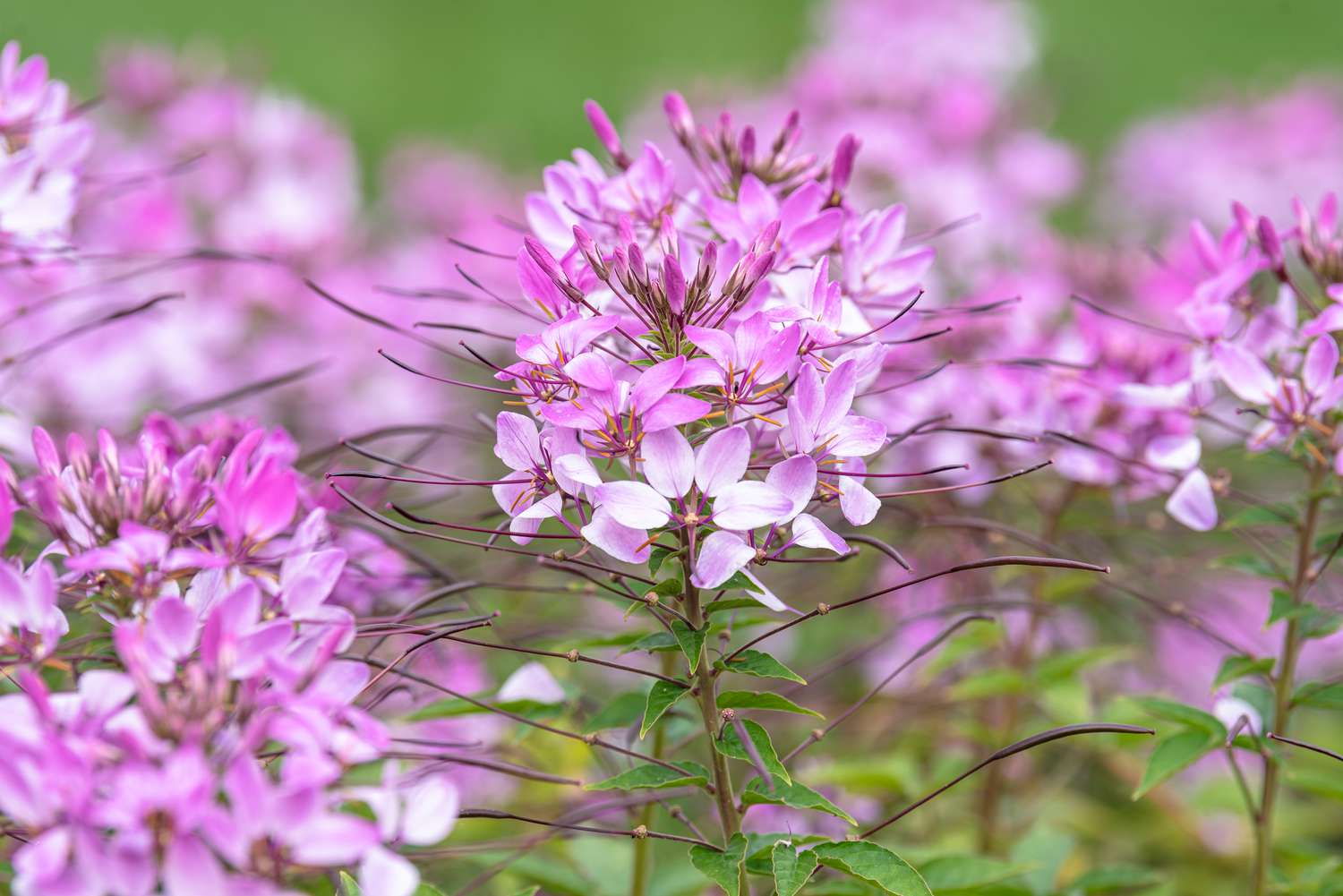 Rosa Cleome Blumensamen zur Aussaat pflegeleicht Traditionssorte & ohne Gentechnik Samen Hausgarten