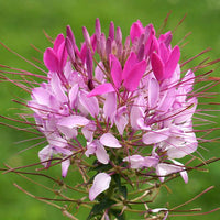 Rose Queen Blumensamen zur Aussaat Enhance Garten leuchtend Blüten