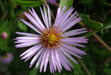 Climbing aster blume samen for anpflanzung