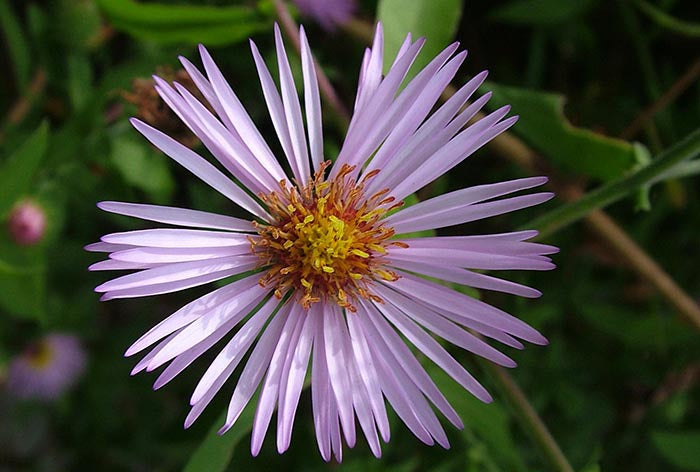 Climbing aster blume samen for anpflanzung