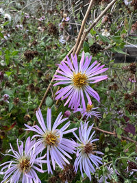 Climbing aster blumen wachsend on garten trellis