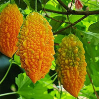 Climbing gelbe bittergourd samen für garten wachsend